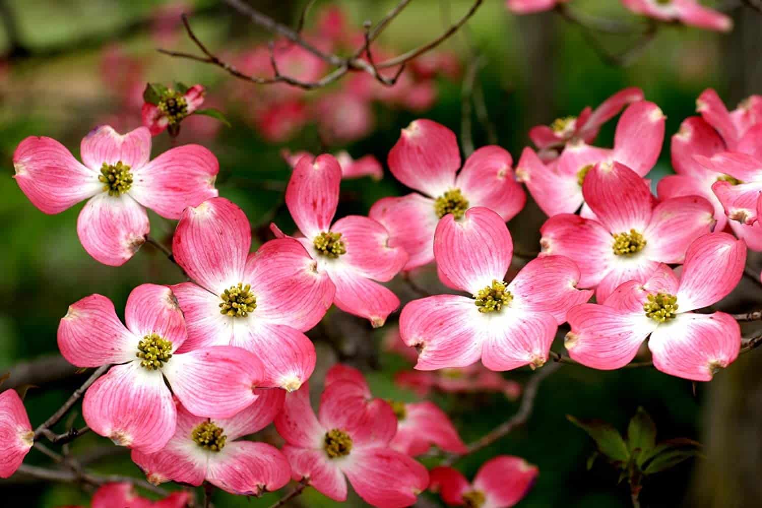 Dogwood Flower
