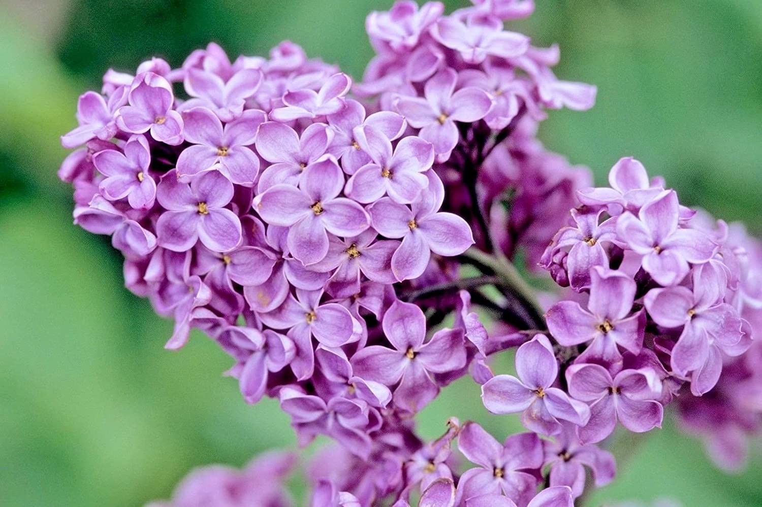 Lilac Flower