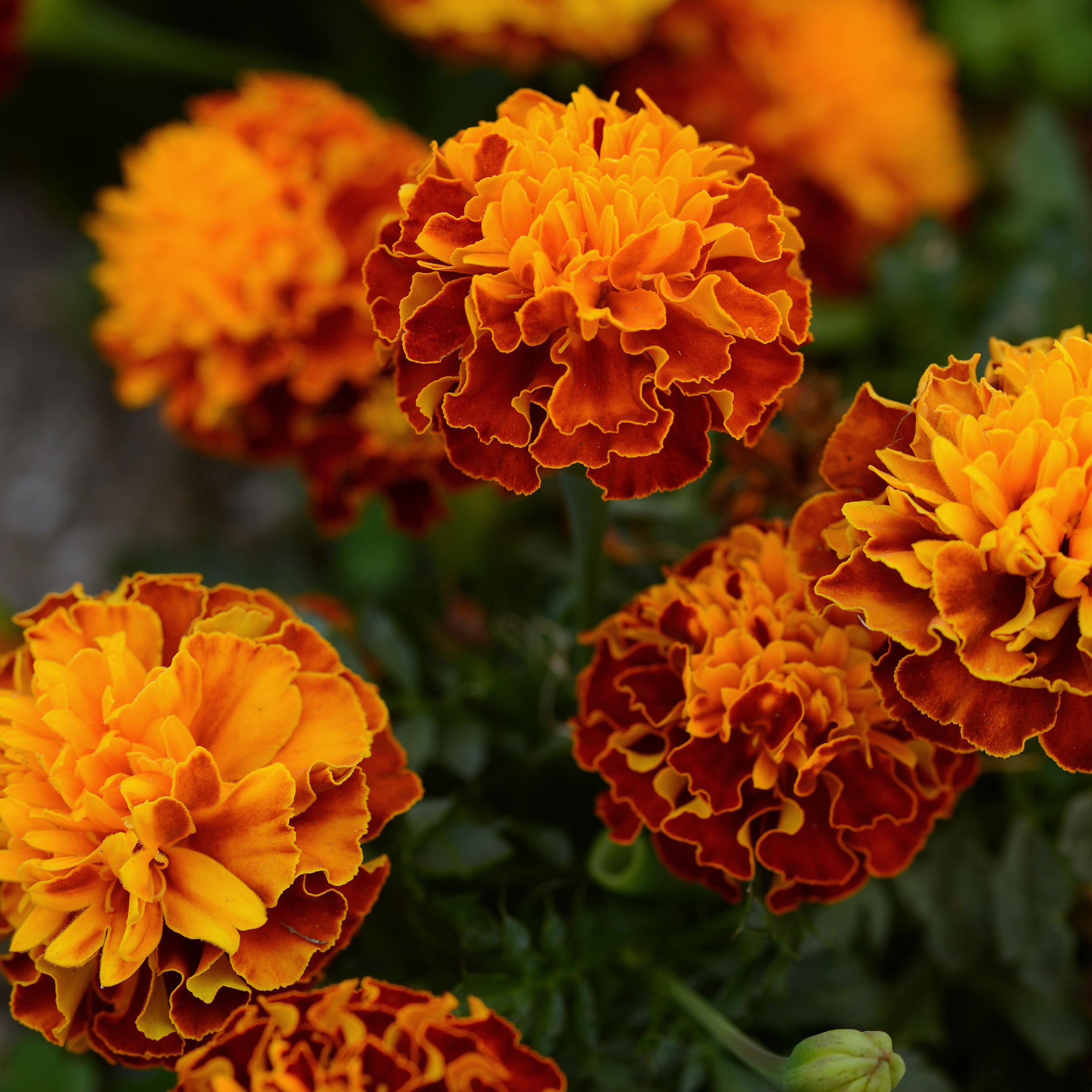 Marigold Flower