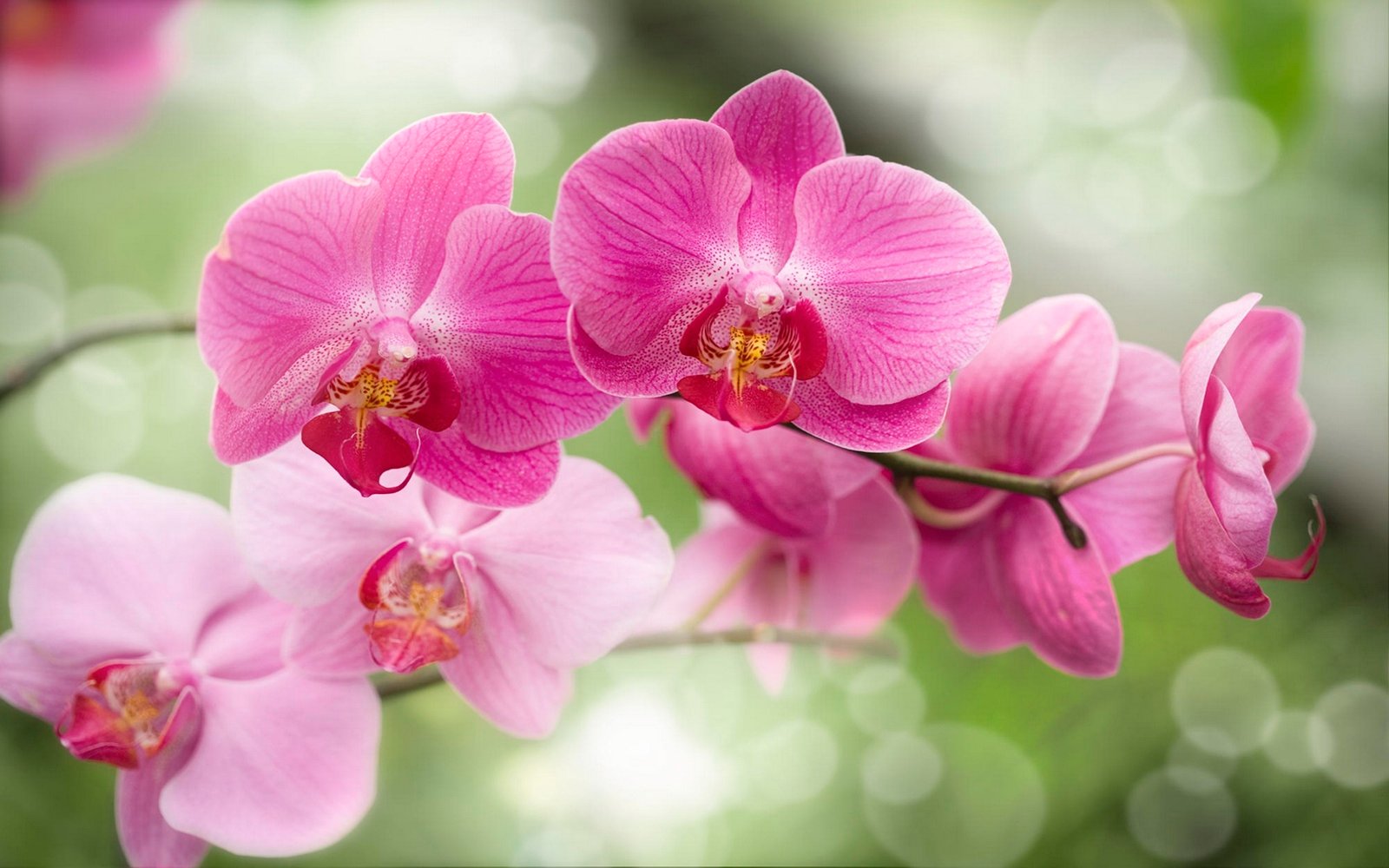 Orchid Flower